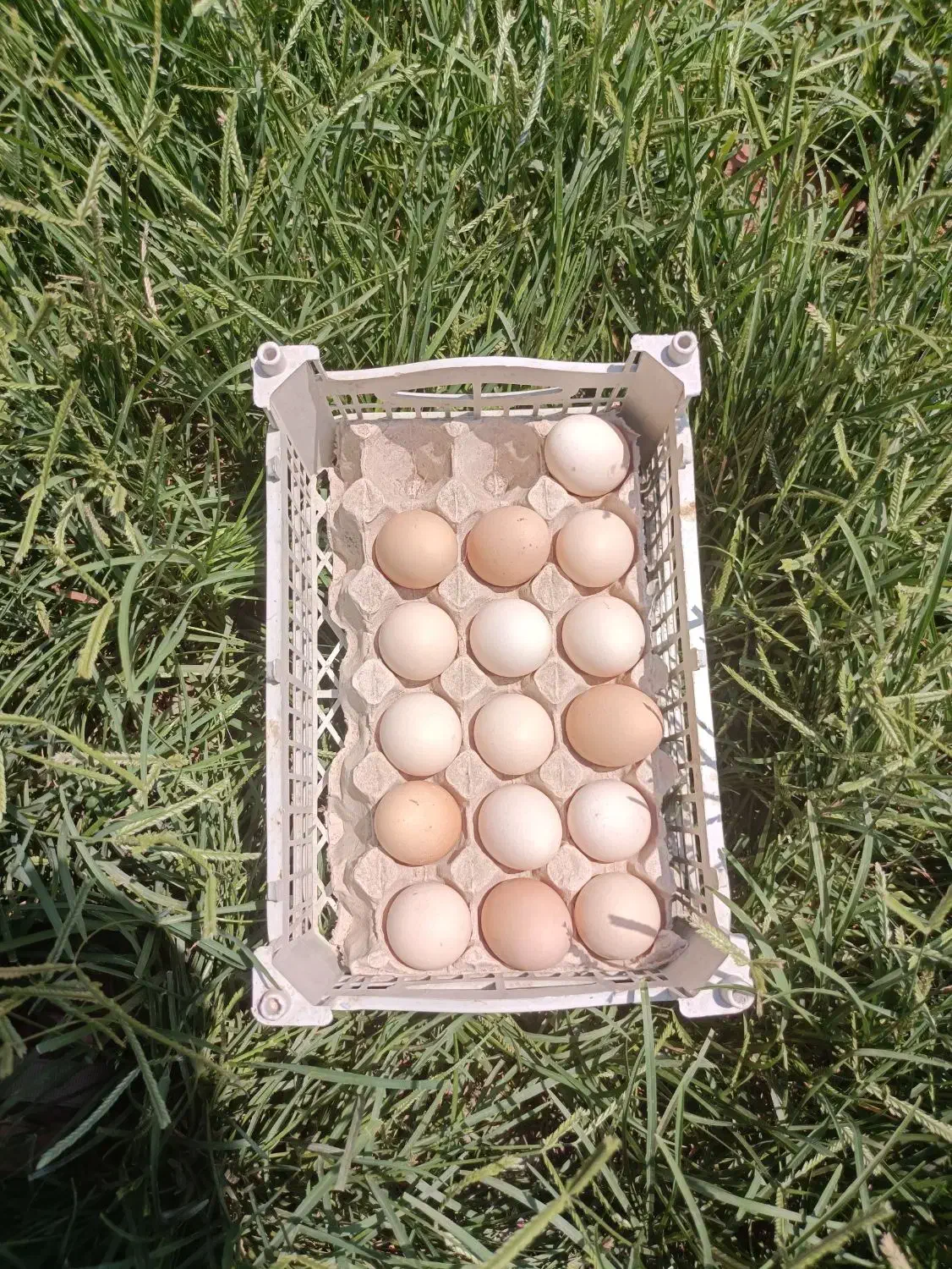 تخم مرغ برهما وآمروک ومینیاتوری|حیوانات مزرعه|اسالم, |دیوار