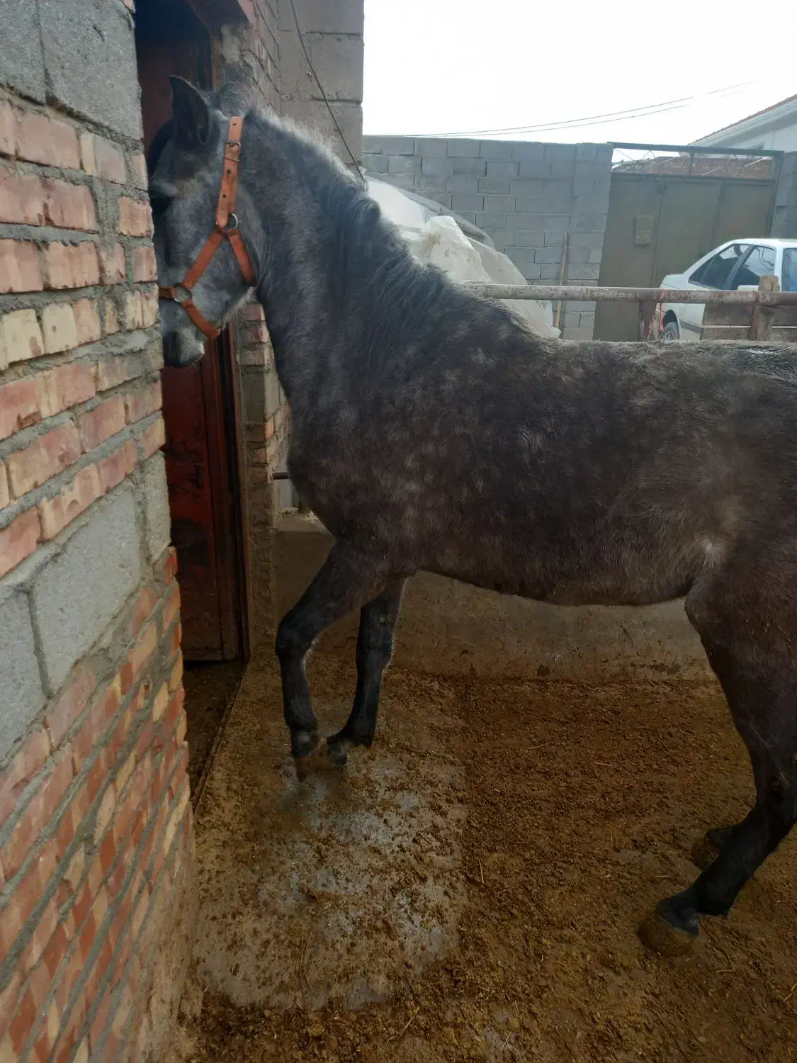 اسب کورد|اسب و تجهیزات اسب‌سواری|بکتاش, |دیوار