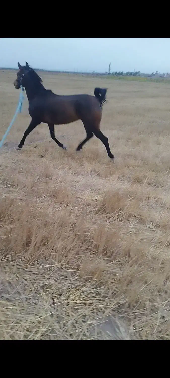 اسب مادیان ۳ساله|اسب و تجهیزات اسب‌سواری|اردبیل, |دیوار