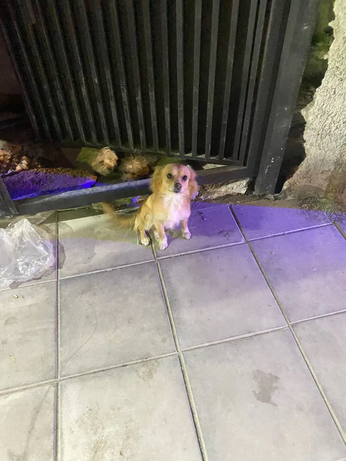 پامر. روباهی|سگ|چهارباغ, |دیوار