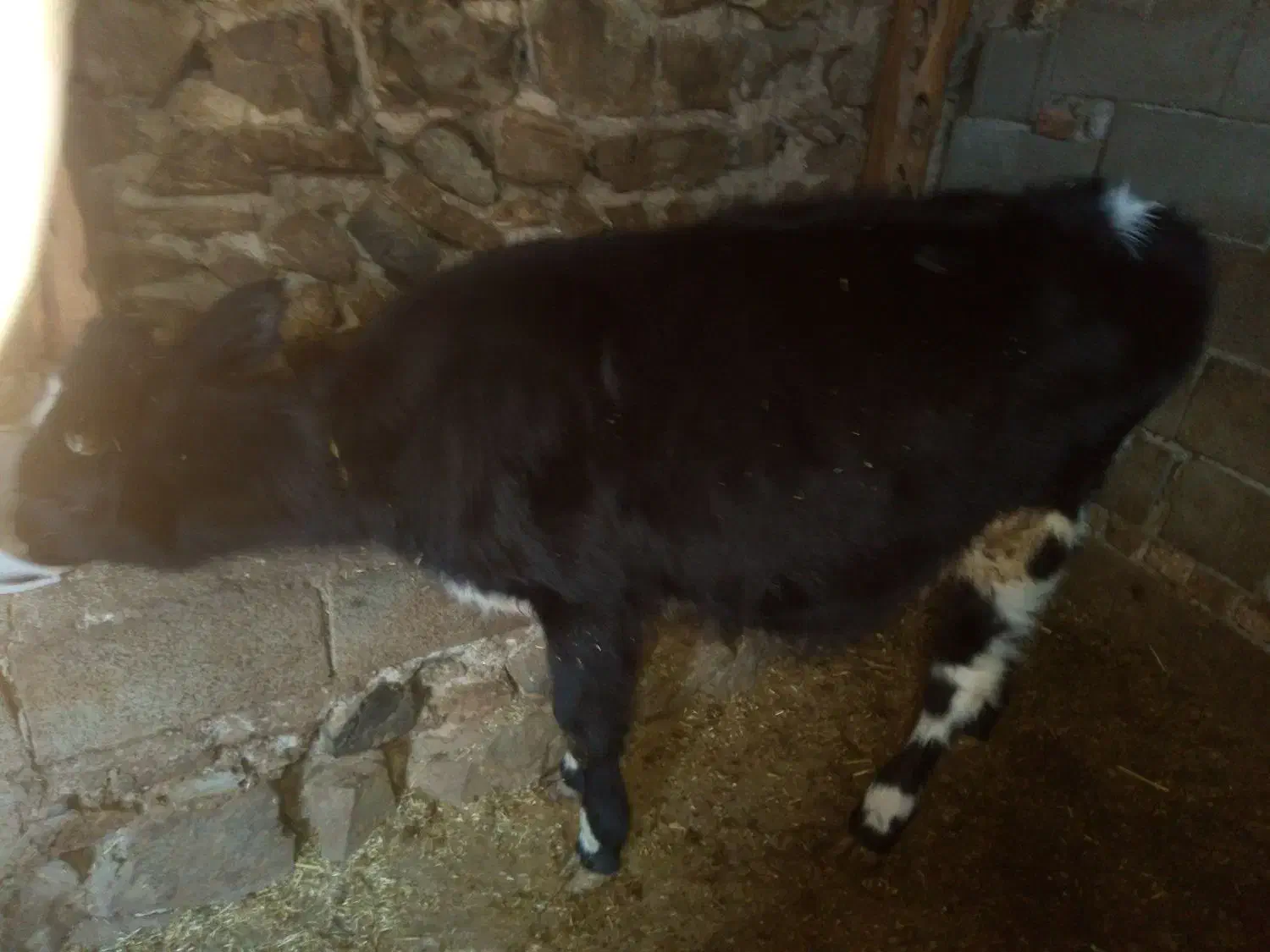 گوساله نر گوشتی جوان|حیوانات مزرعه|چهاردانگه (آذربایجان), |دیوار