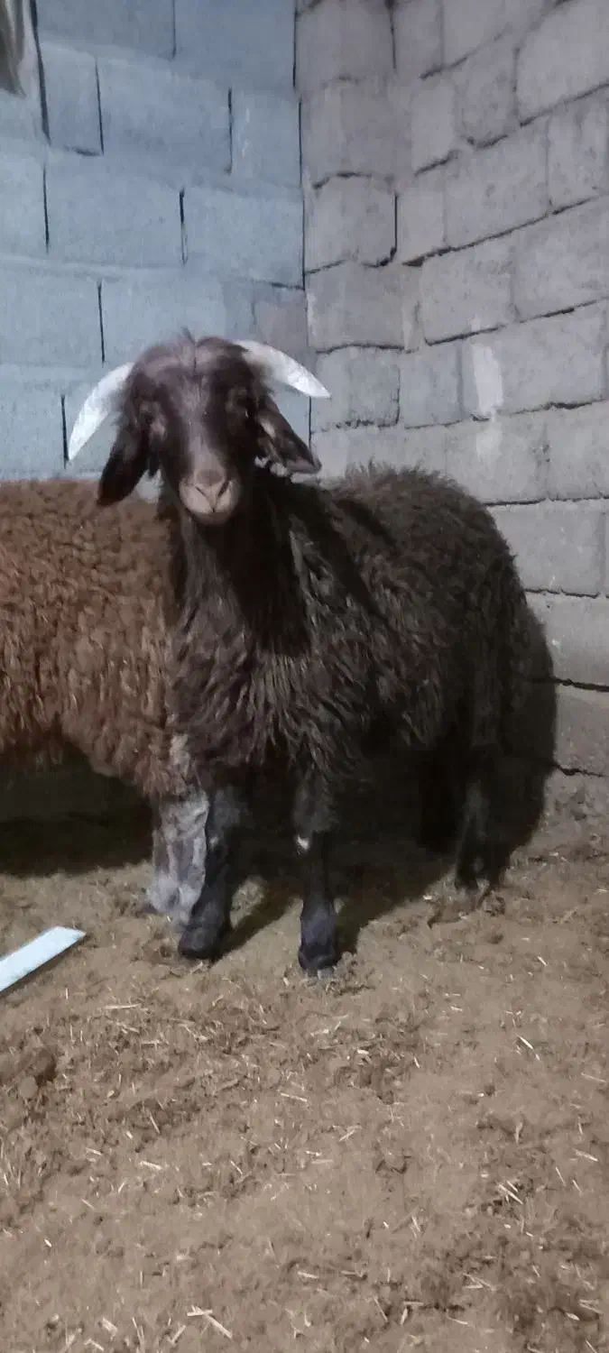 شراکت و همکاری  زرین شهر|استخدام مالی، حسابداری، حقوقی|اصفهان, خرم|دیوار