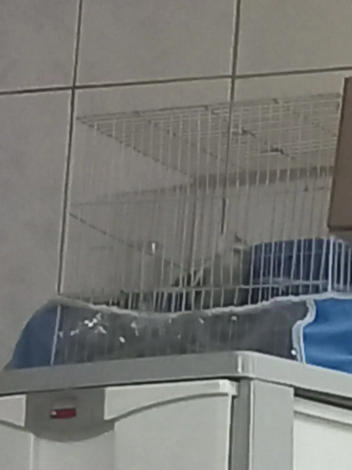 عروس هلندی ماده دستی|پرنده|مشهد, شهید آوینی|دیوار