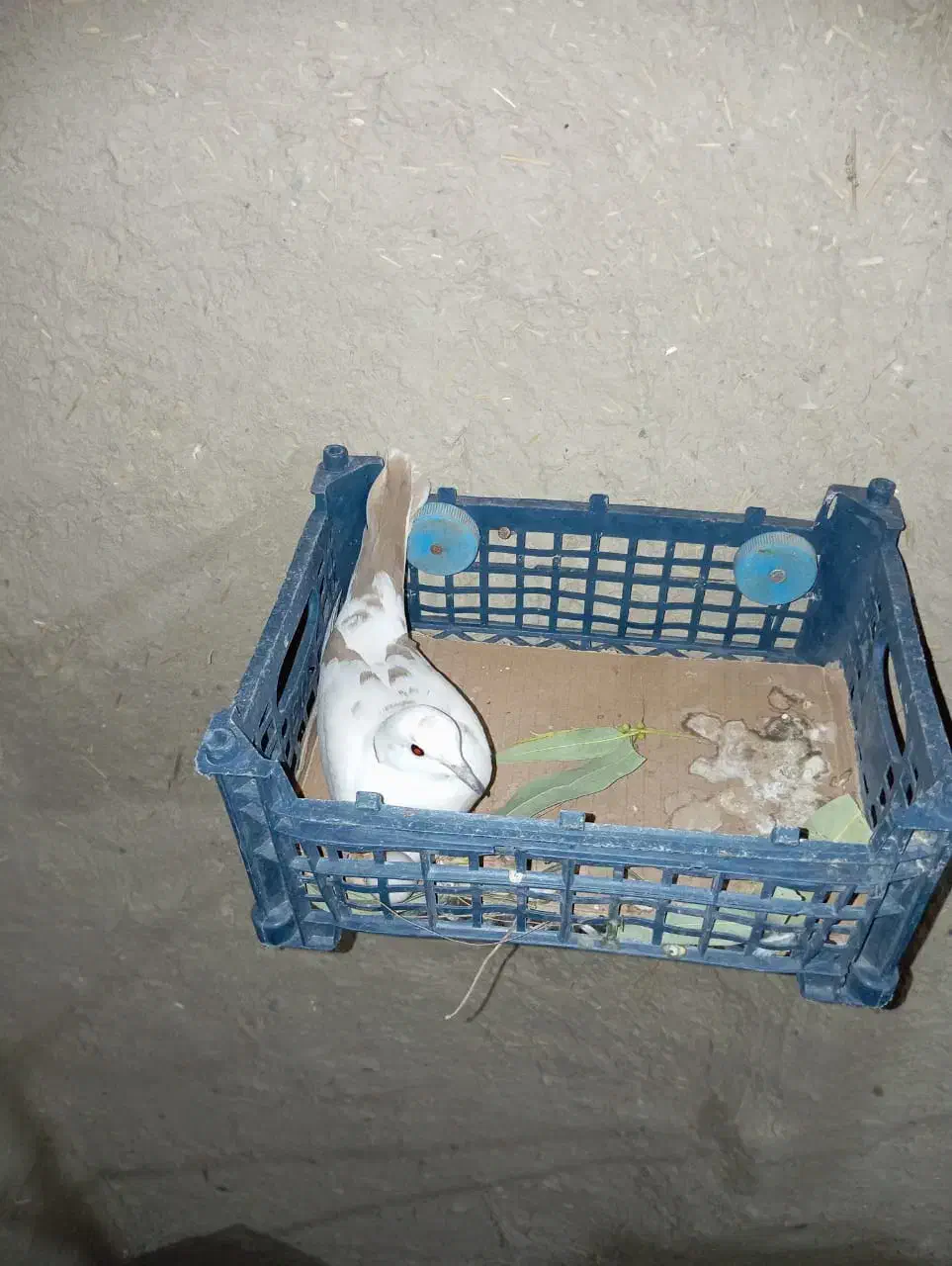 گپوت خانگی|پرنده|سراوان, |دیوار