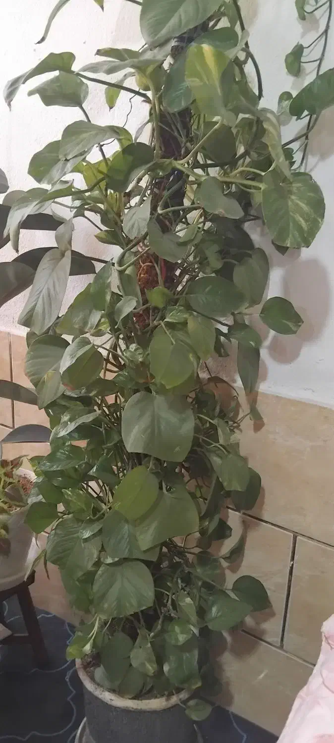 گل پتوس بلند با چوب|گل و گیاه طبیعی|شیراز, شهرک گلها|دیوار