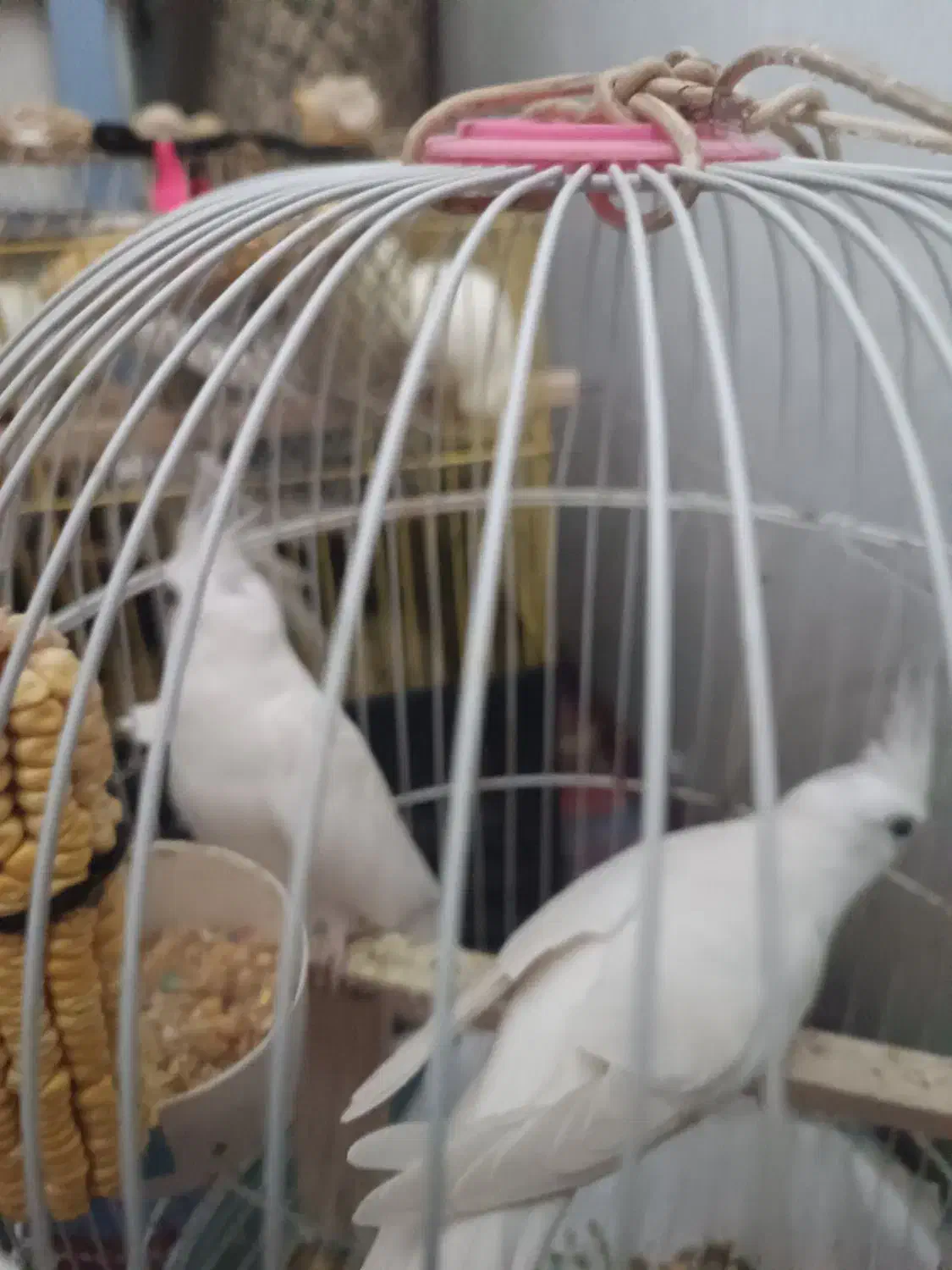 عروس هلندی آلبینو نر ولوتینو مولد وتکی|پرنده|بندرعباس, |دیوار