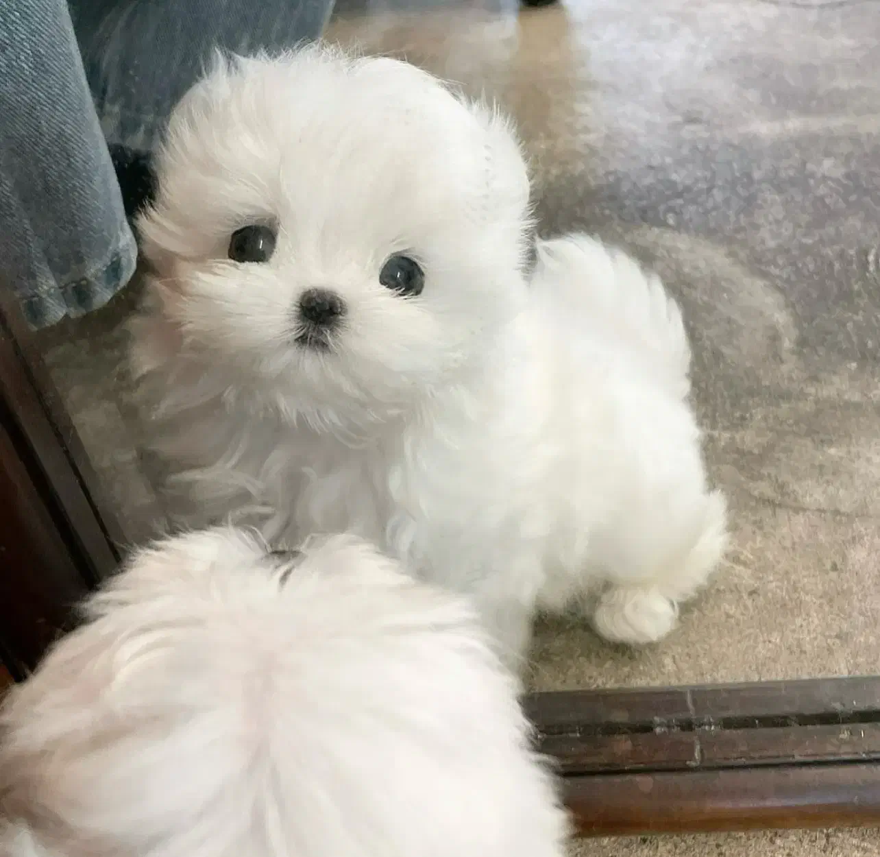 سگ تربیت شده|سگ|شهرکرد, |دیوار