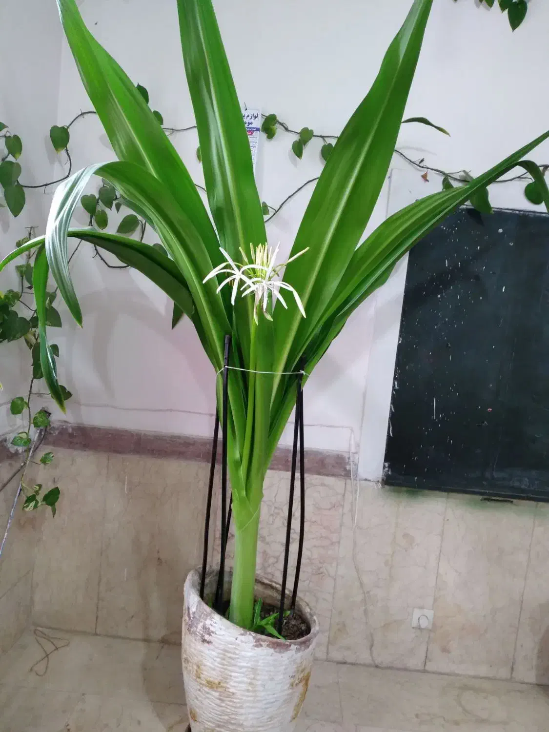 گل تزیئنی|گل و گیاه طبیعی|محمدیه-قزوین, |دیوار