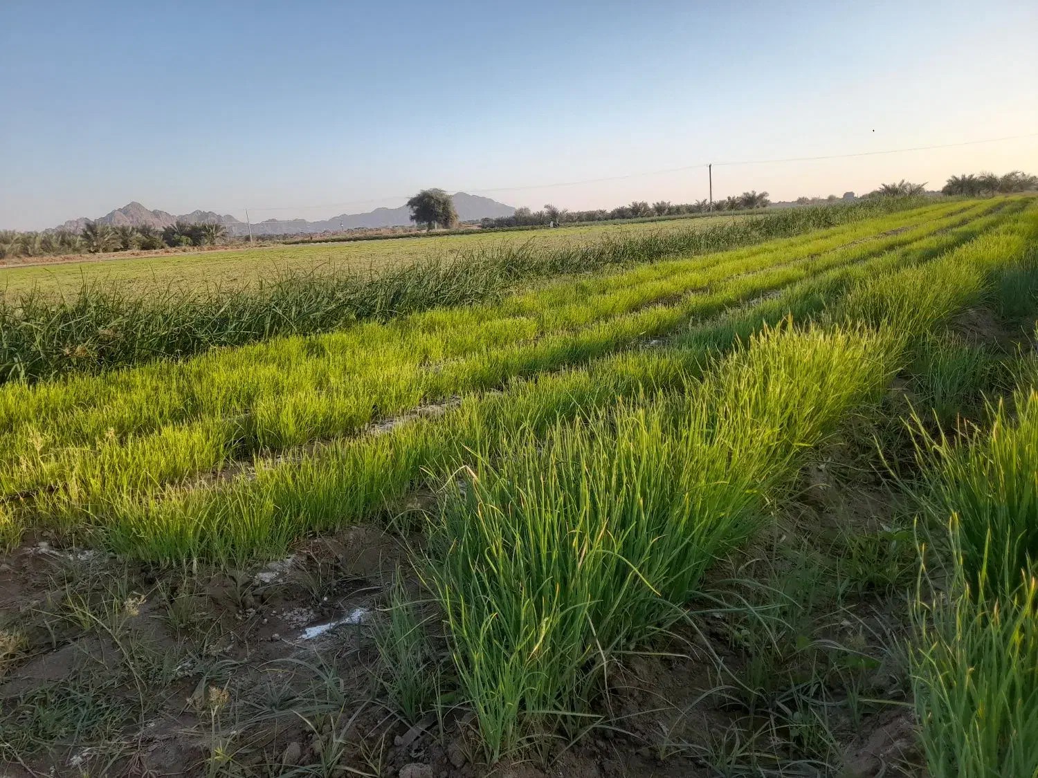 ۲کیلو نشا  پیاز زرد فروشی|گل و گیاه طبیعی|عنبرآباد, |دیوار