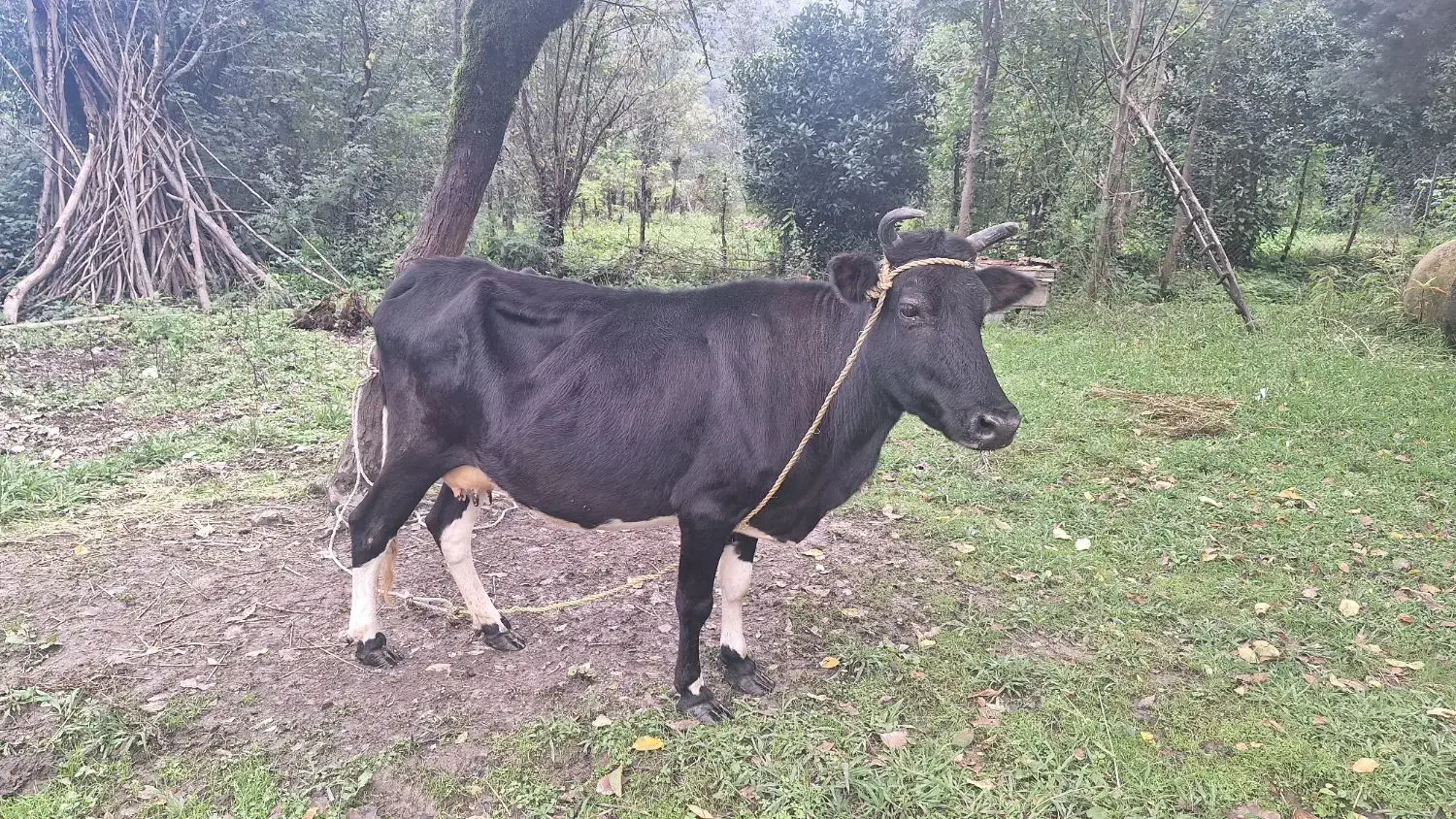 گاو بچه برای فروش|حیوانات مزرعه|ماکلوان, |دیوار