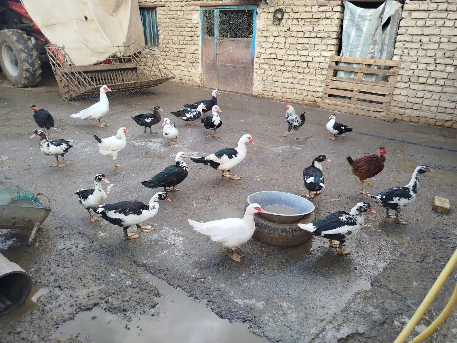 اردک اسرائیلی|حیوانات مزرعه|دینور, |دیوار