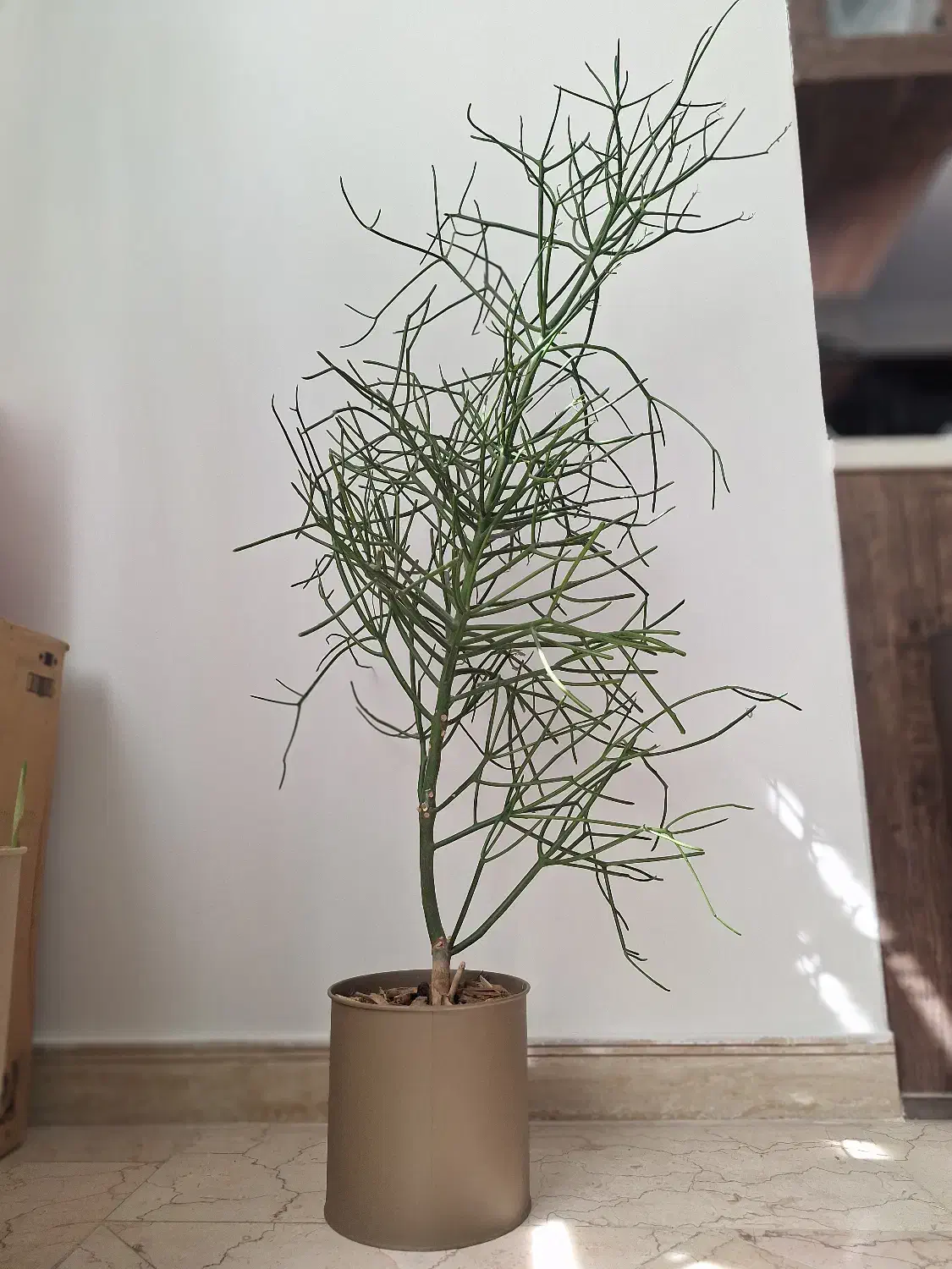 اِفوربیا تیروکالی|گل و گیاه طبیعی|تهران, سردارجنگل|دیوار