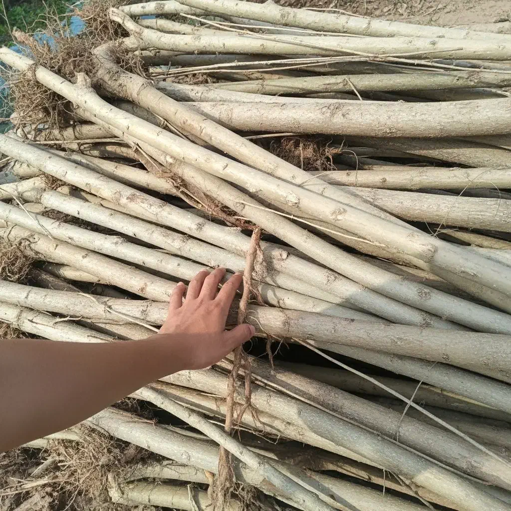 نهال صنوبر با گارانتی رشد و مقاوم به شرایط سخت|گل و گیاه طبیعی|اسلام‌‌آباد غرب, |دیوار