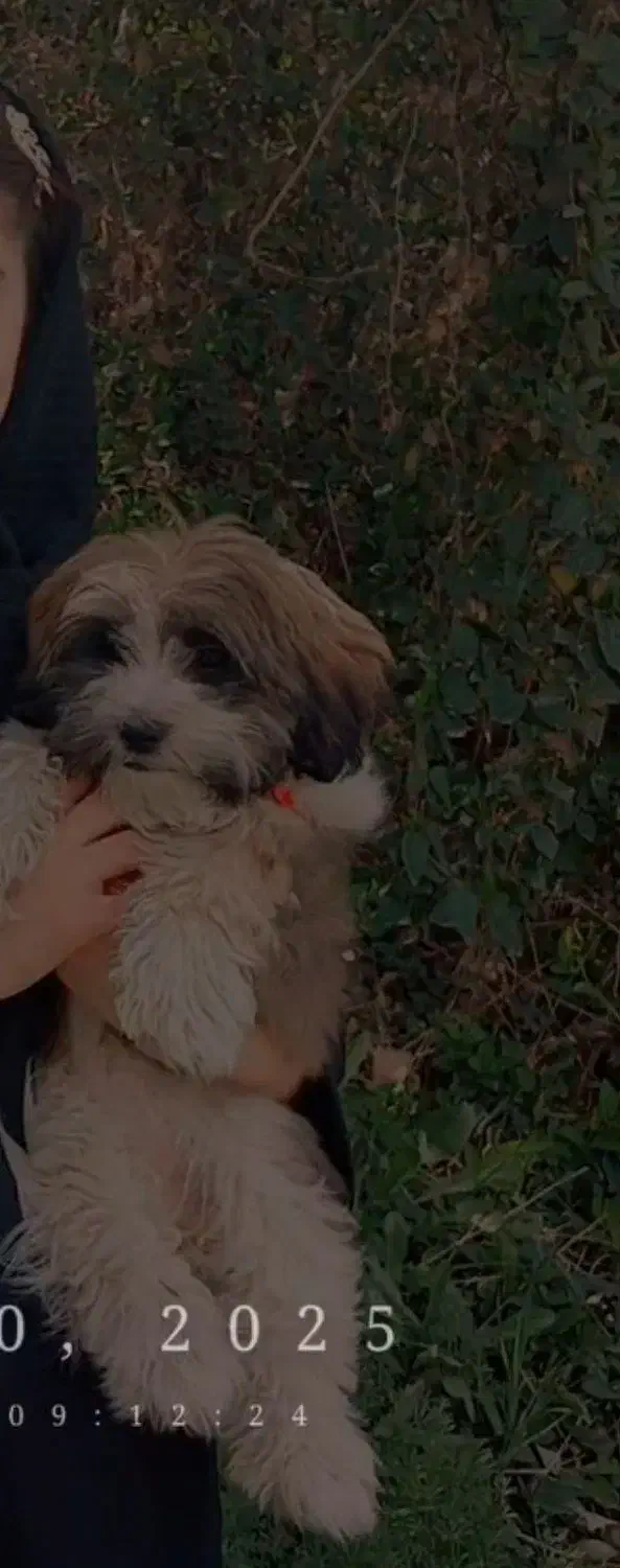 سگ شیتزو|سگ|بجنورد, |دیوار