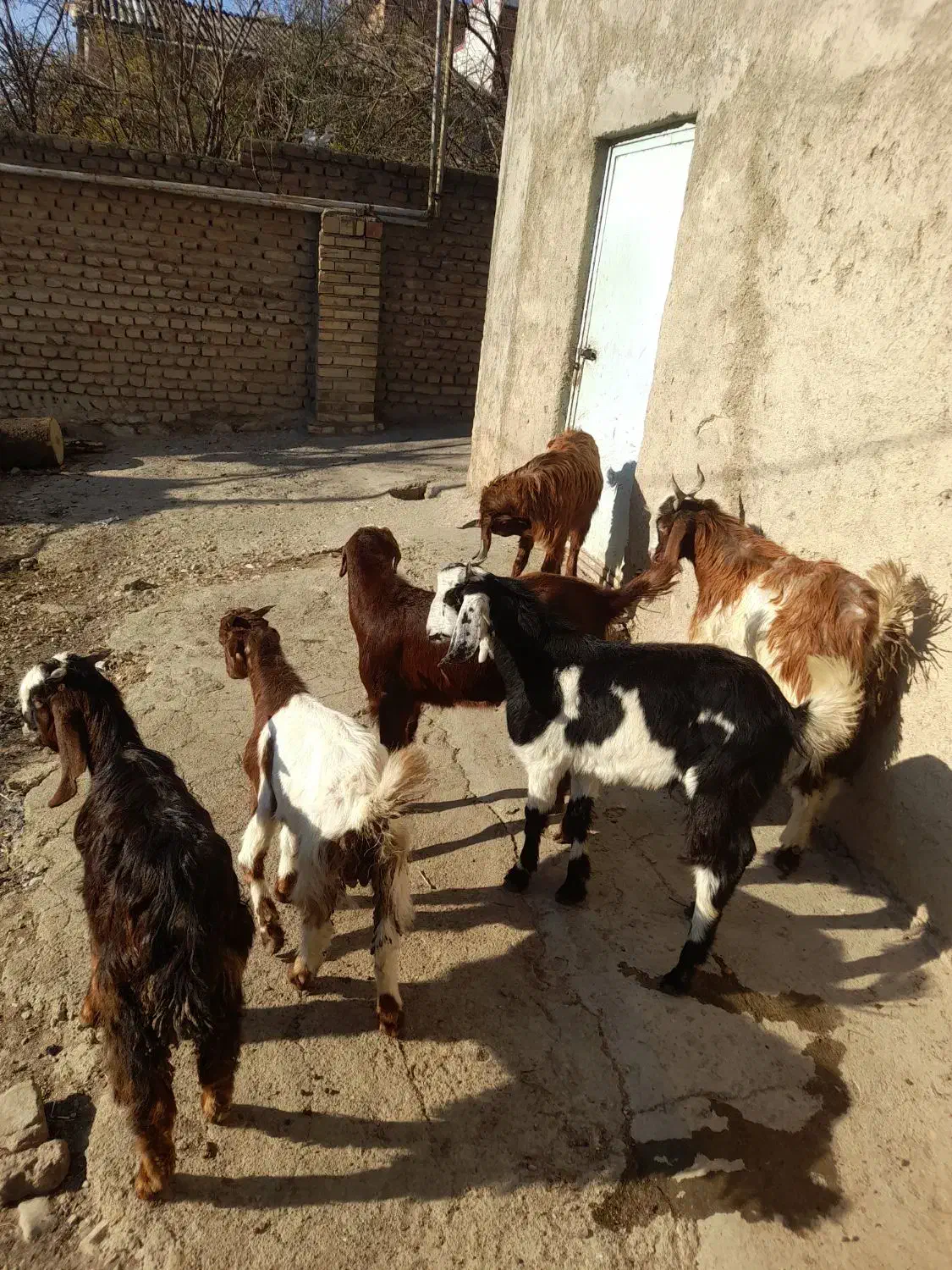 نر بز جوان|حیوانات مزرعه|نوده خاندوز, |دیوار