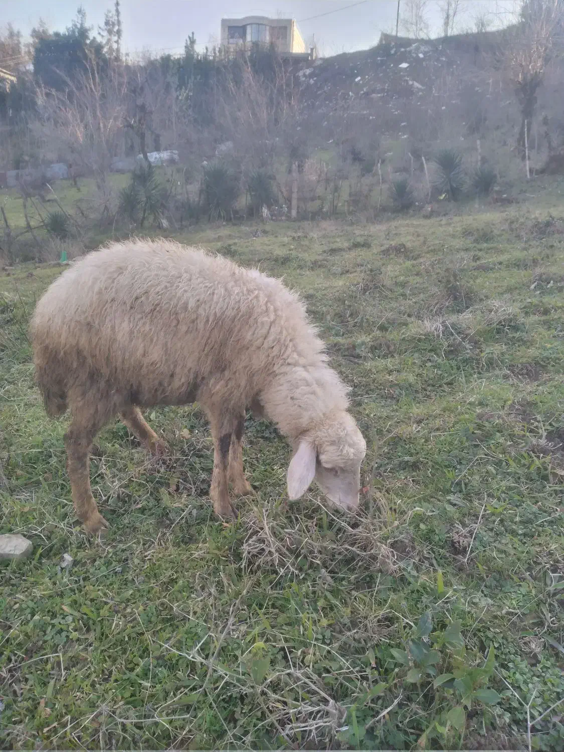 گوسفند|حیوانات مزرعه|احمدسرگوراب, |دیوار