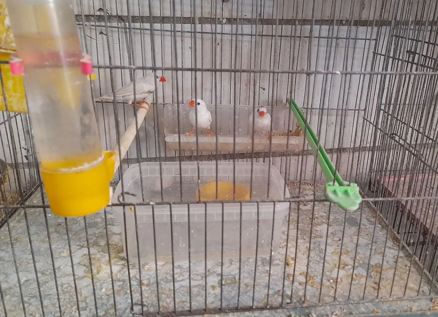 فنج|پرنده|اراک, |دیوار