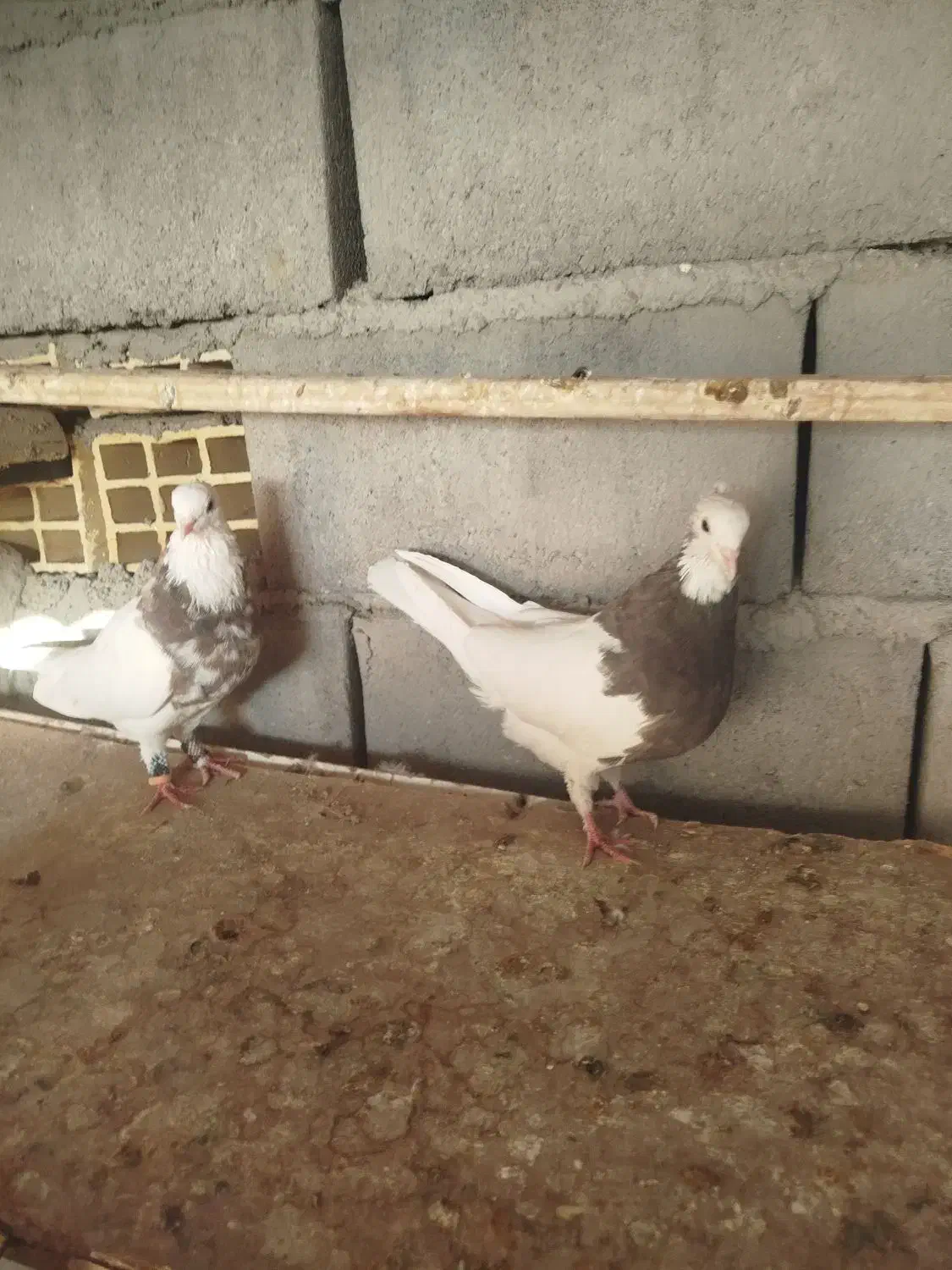 یک جفت طوقی برای فروش قیمت 3میلیون تومان|پرنده|گنبکی, |دیوار