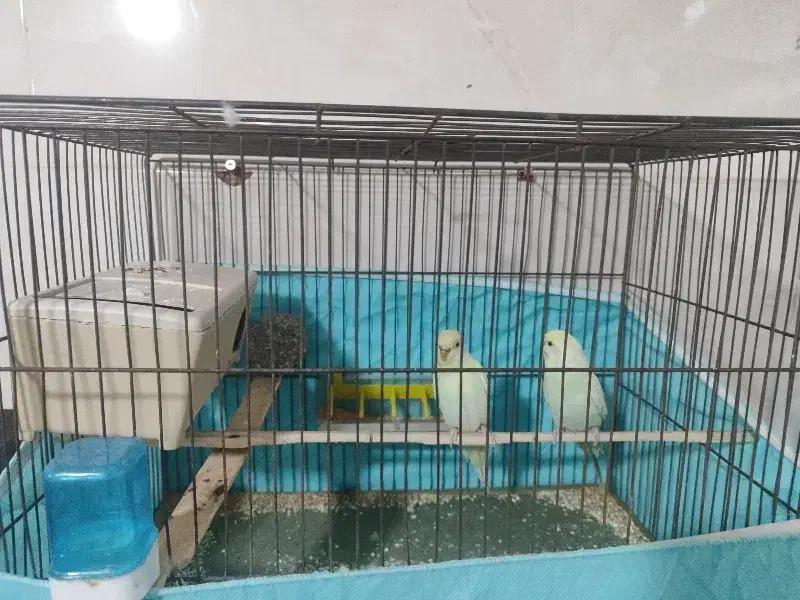 مرغ عشق اسپانگل رنگ خاص|پرنده|گلستان (تهران), |دیوار