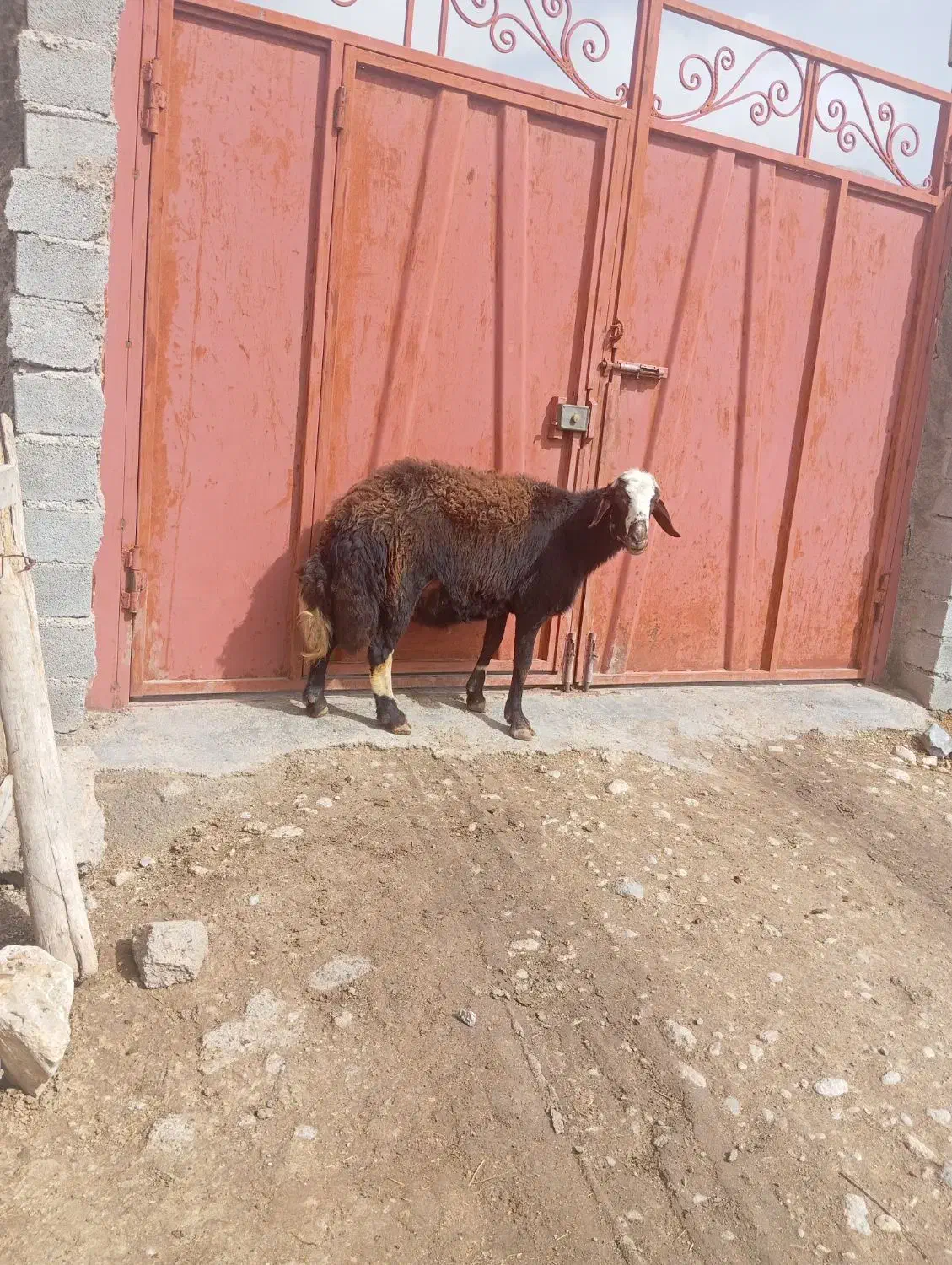 قوچ افشار|حیوانات مزرعه|فیروزآباد (لرستان), |دیوار