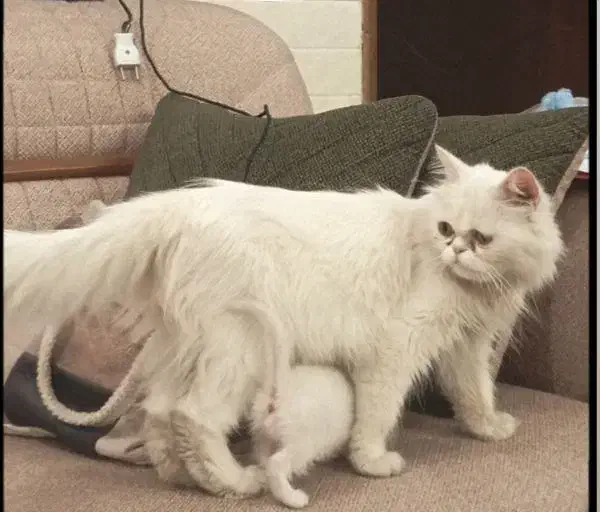 گربه پرشین ماده|گربه|تهران, امیریه|دیوار