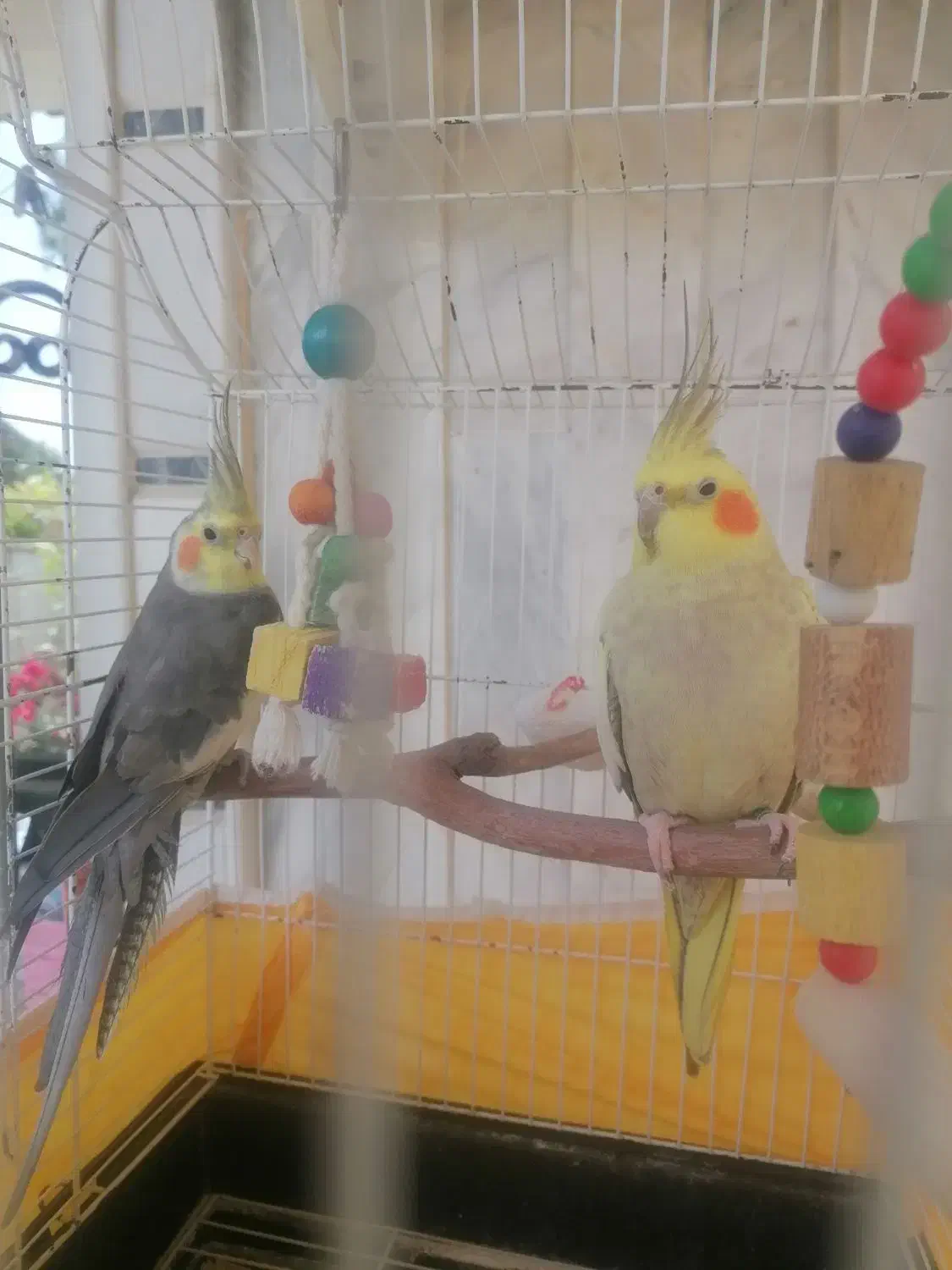 عروس هلندی|پرنده|رودسر, |دیوار