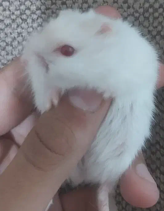 همستر کوچولو|موش و خرگوش|مشهد, الهیه|دیوار