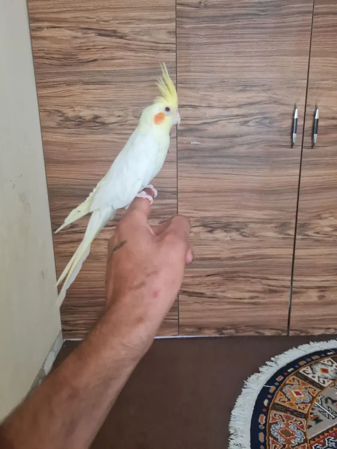 عروس هلندی نر جوجه|پرنده|صدرا-فارس, فاز ۱|دیوار