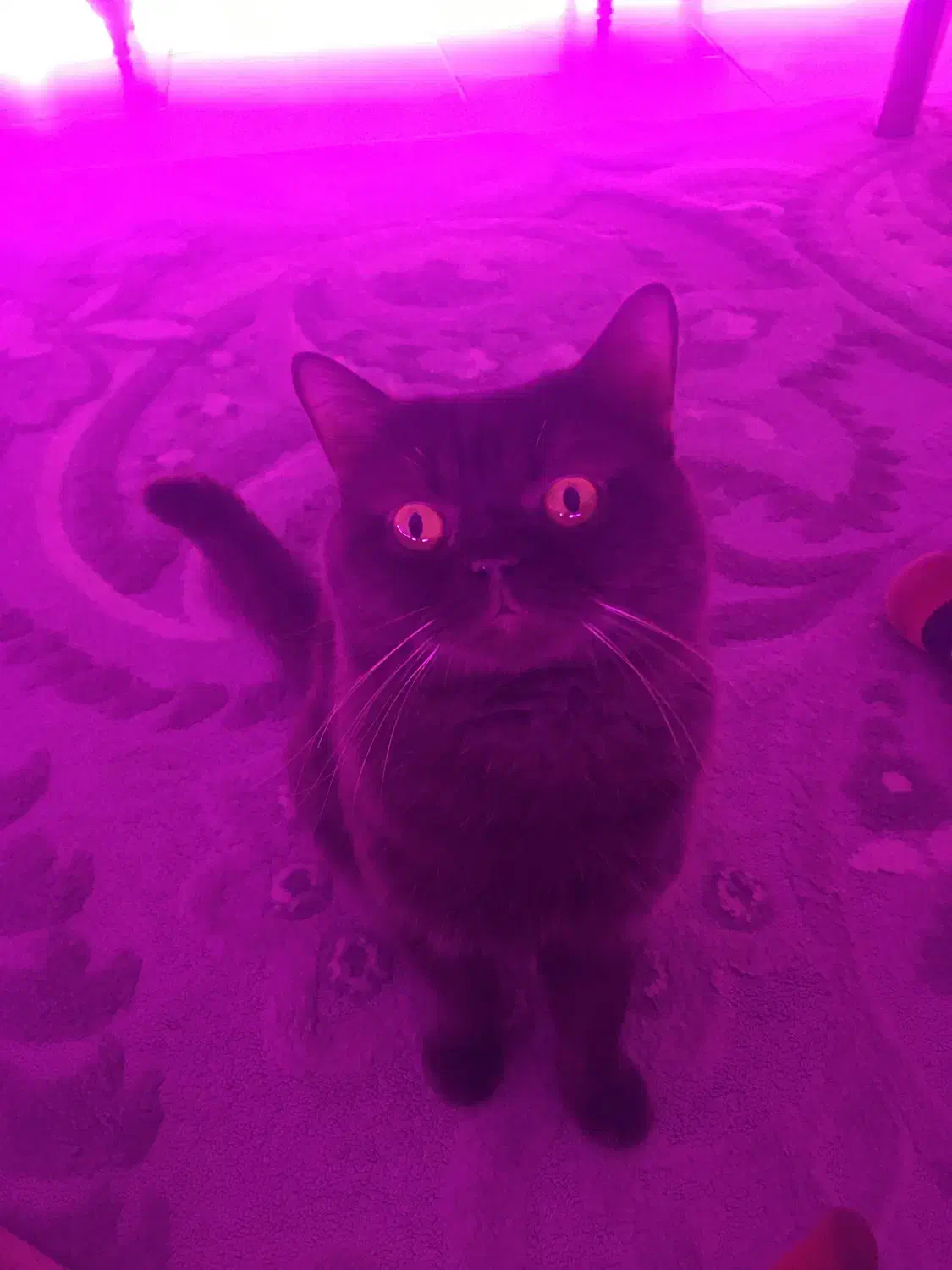 گربه اسکاتیش ماده(جفت گیری)|گربه|گرگان, |دیوار