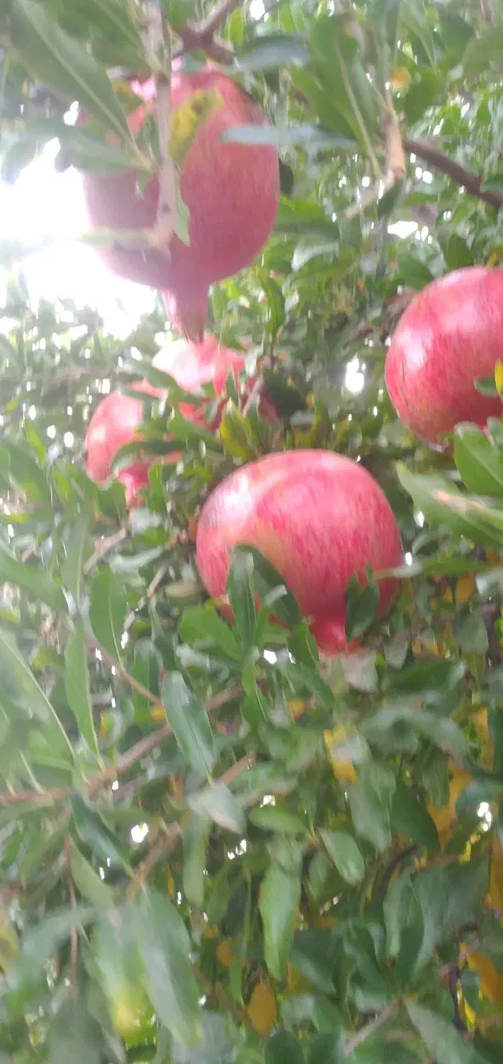 محصولات کشاورزی|خوردنی و آشامیدنی|کوهنانی, |دیوار