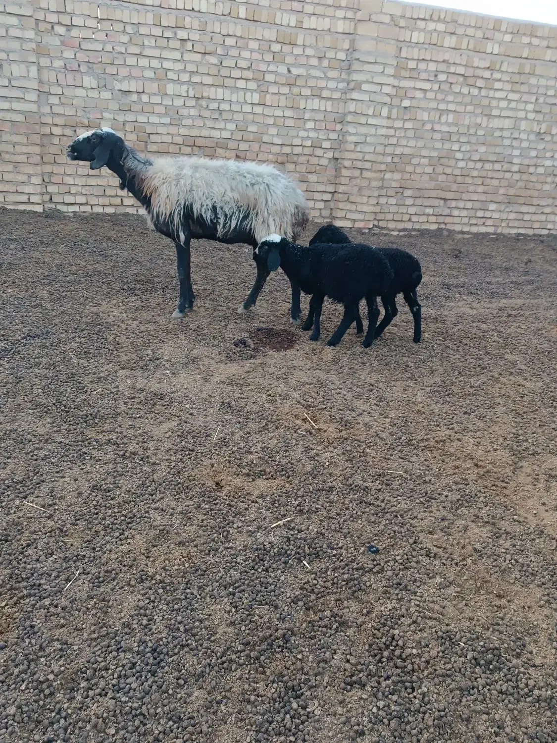 میش وبره|حیوانات مزرعه|بشاریات, |دیوار