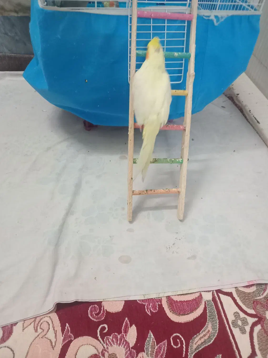 عروس|پرنده|قم, مهدیه|دیوار