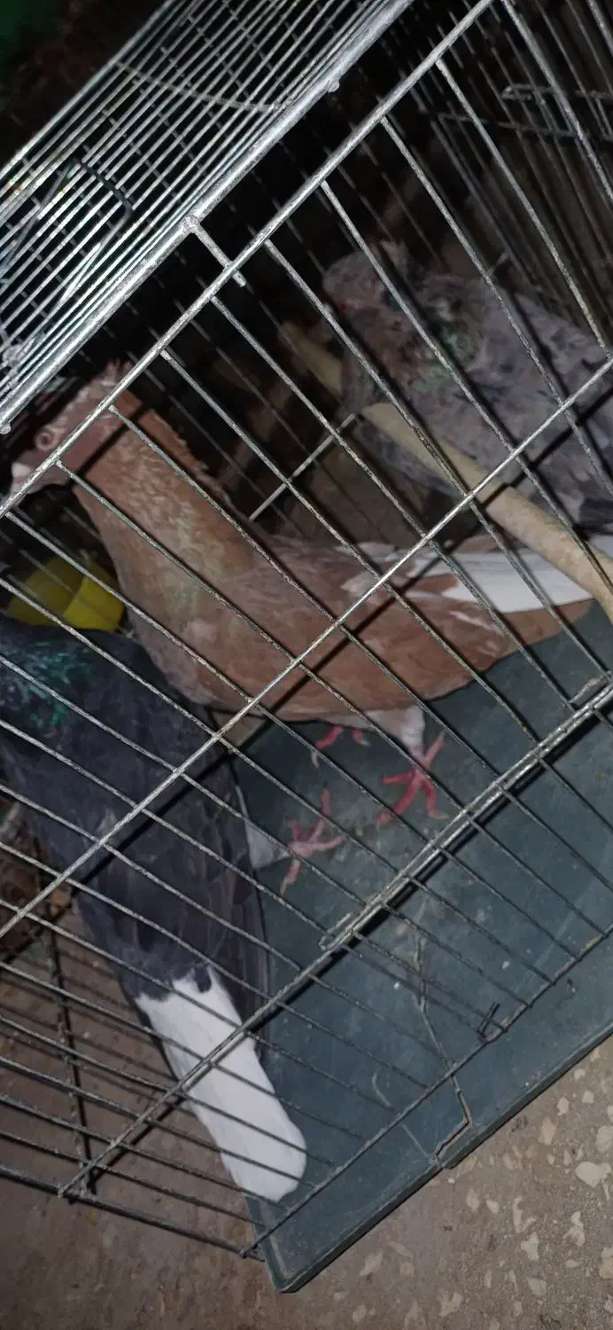 چن جفت کبوتر|پرنده|سبزوار, قصبه شرقی|دیوار