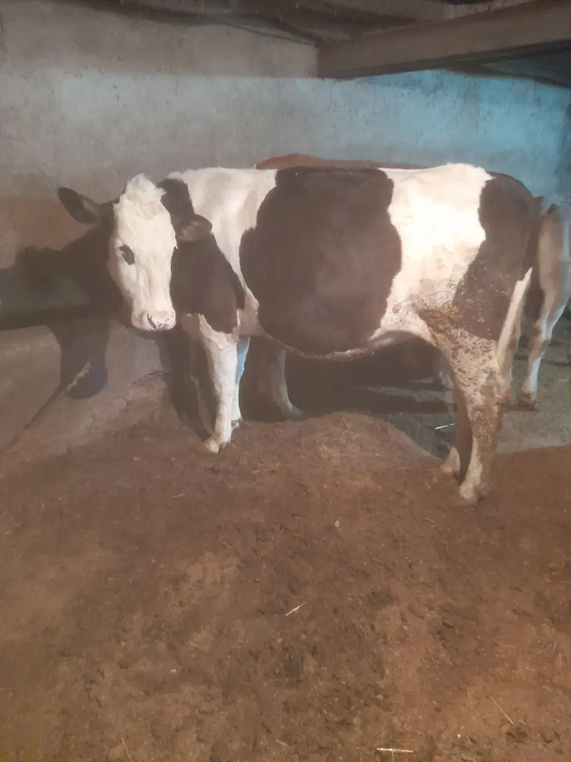 تلیسه ابست|حیوانات مزرعه|سجاس رود, |دیوار