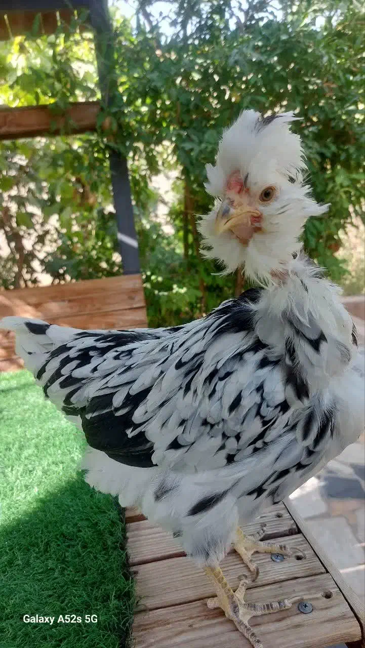 جوجه گلین گردن لخت چهل تاج و ریشو مشکی خال سوزنی|حیوانات مزرعه|خمینی‌شهر, |دیوار