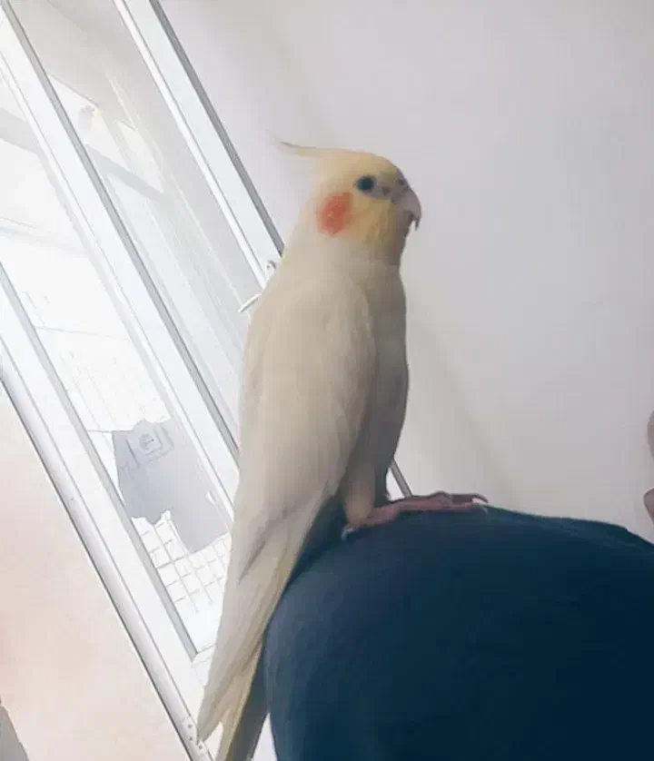 عروس هلندی|حیوانات|کرمانشاه, |دیوار