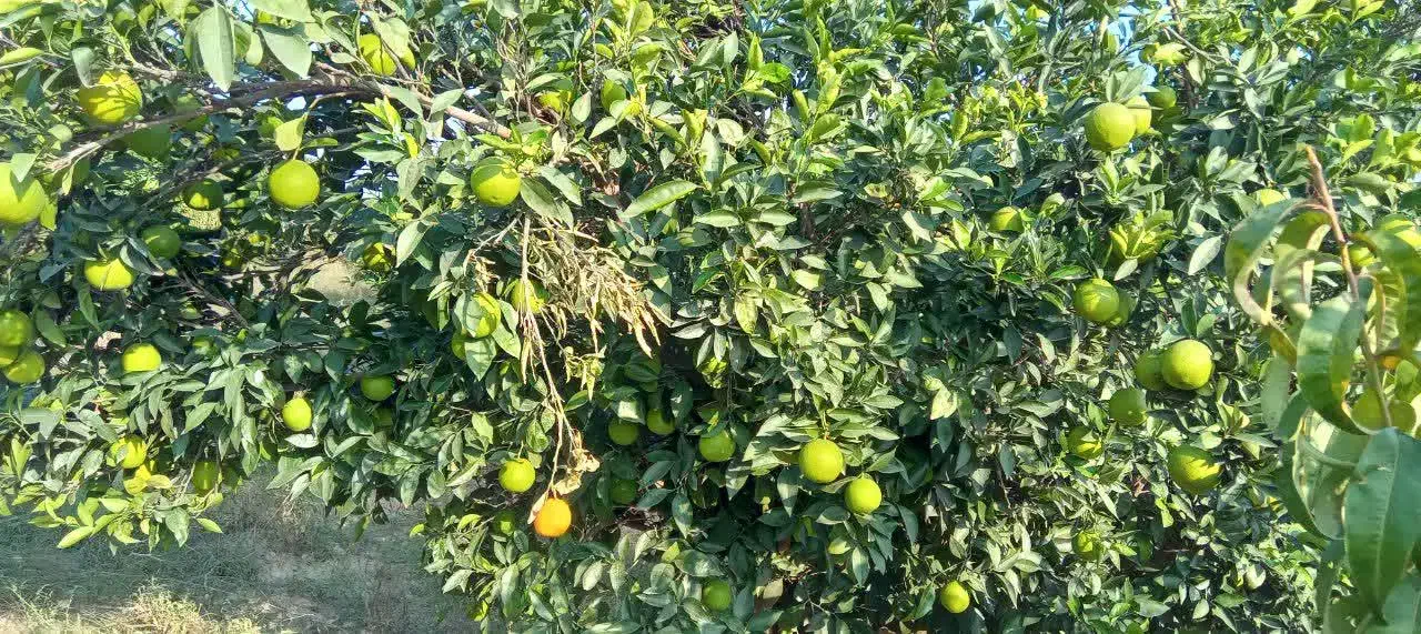 فروش پرتقال درجه یک|حراج|کردکوی, |دیوار