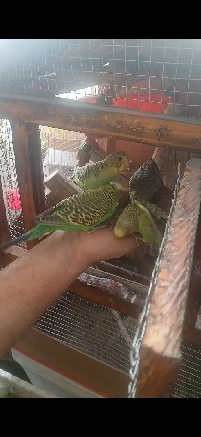 فروش مرغ عشق|پرنده|بروجرد, |دیوار