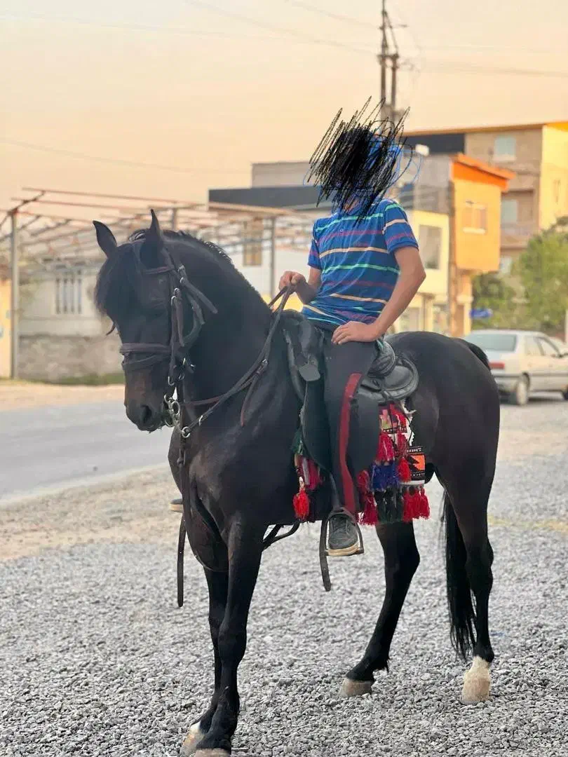 فروش اسب|اسب و تجهیزات اسب‌سواری|آمل, |دیوار