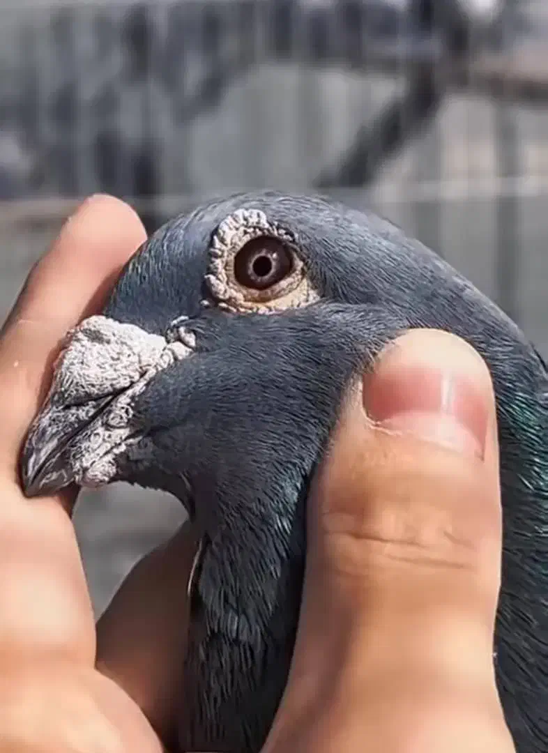 کفتر|پرنده|ریگ ملک, |دیوار