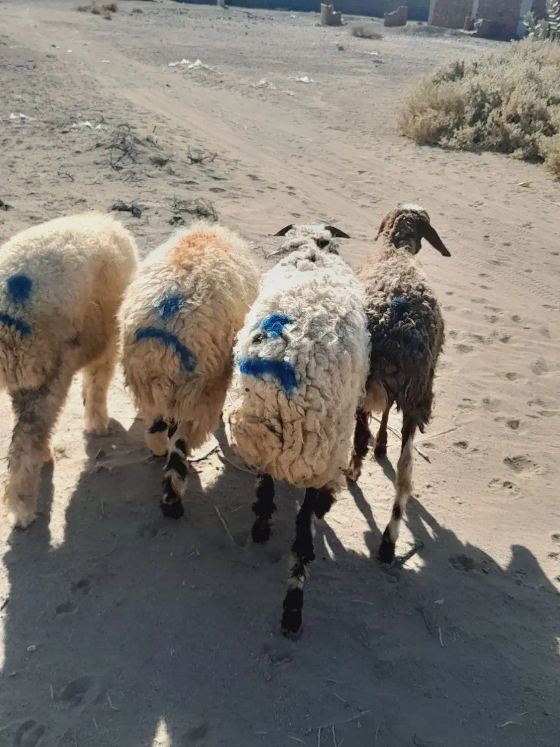 ۴راس بره نر|حیوانات مزرعه|جیرفت, |دیوار