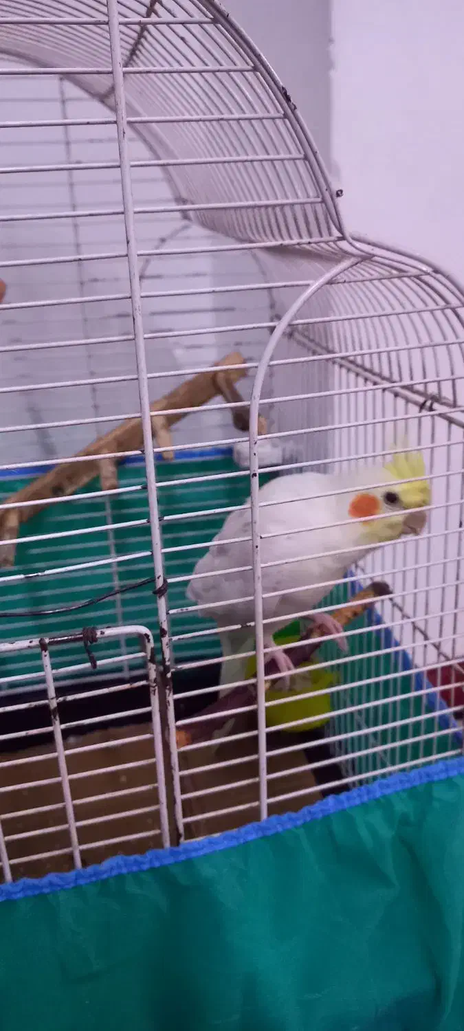 عروس هلندی|پرنده|رشت, کوی یخ|دیوار