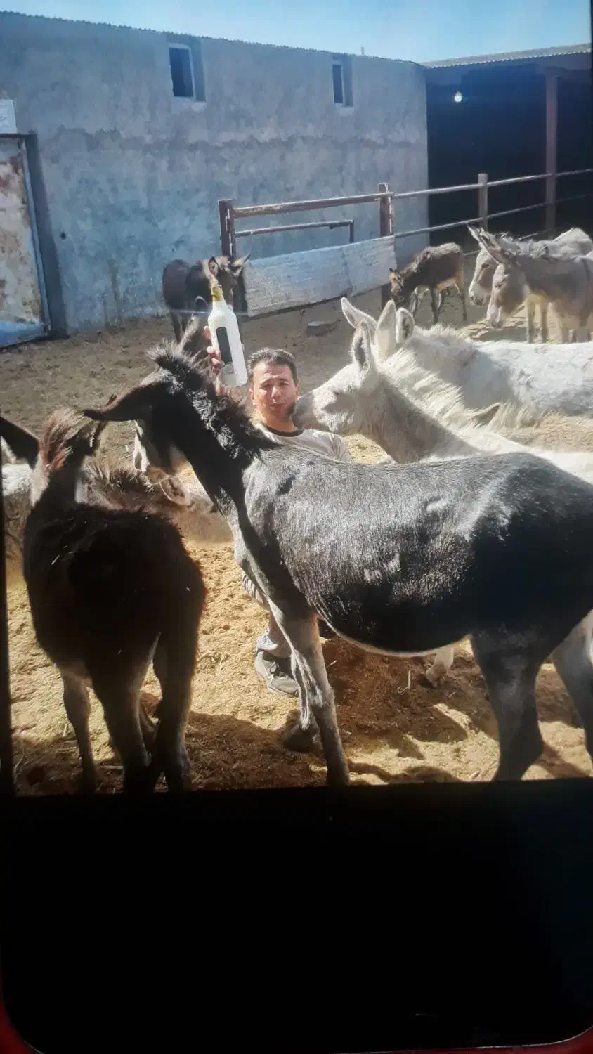 شیر الاغ شیر خر|خوردنی و آشامیدنی|رضویه, |دیوار