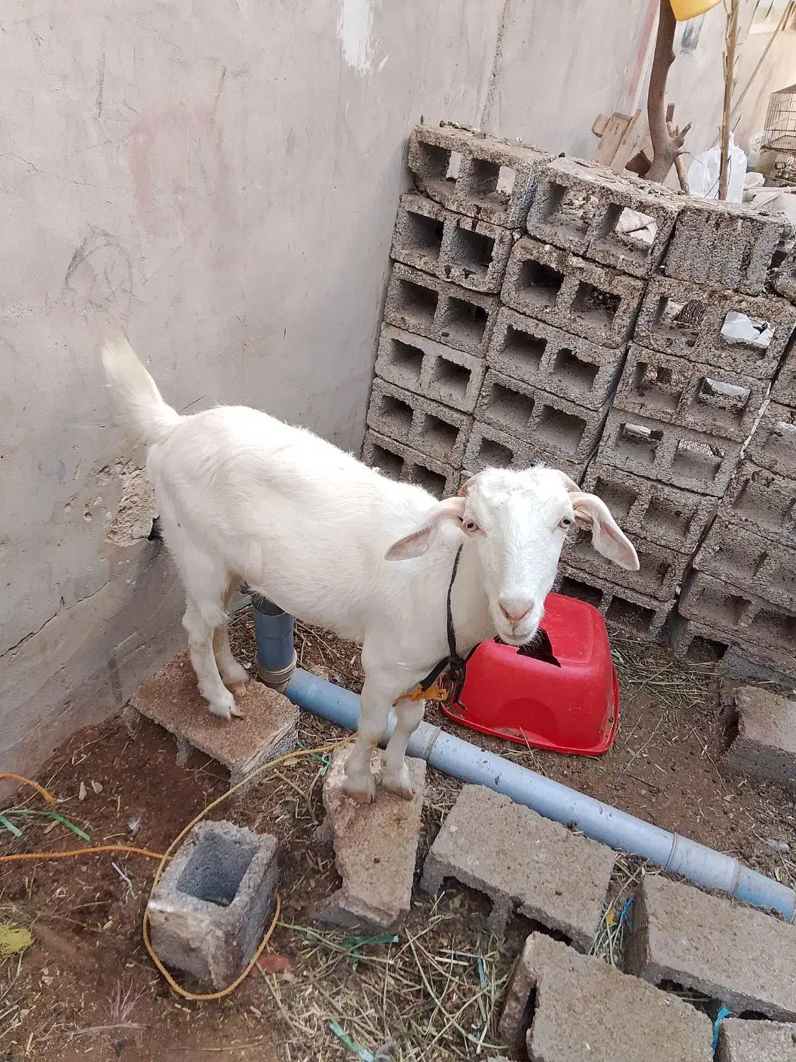 پازن وتیشتر برخورده|حیوانات مزرعه|بندر گناوه, |دیوار