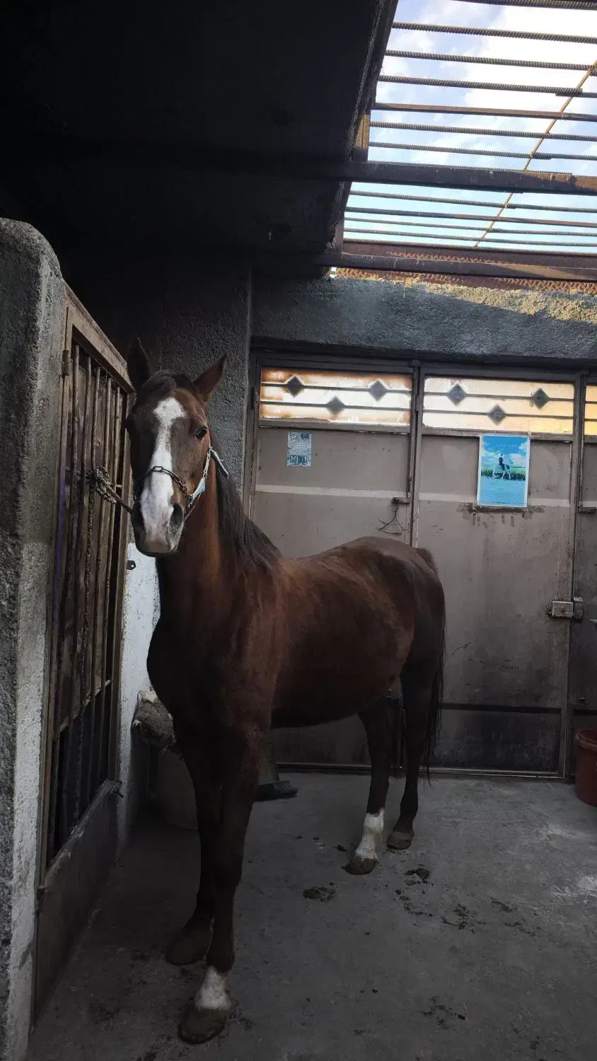 مادیان اسب کره آرش سین|اسب و تجهیزات اسب‌سواری|اصفهان, عباس‌آباد|دیوار