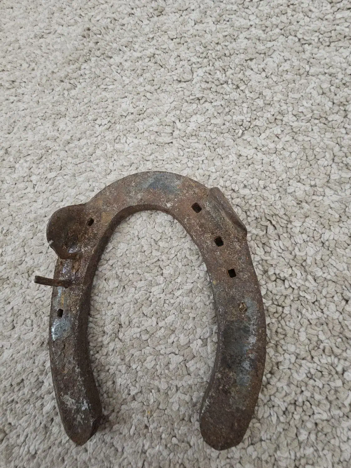 نعل اسب .|اسب و تجهیزات اسبسواری|قزوین, |دیوار