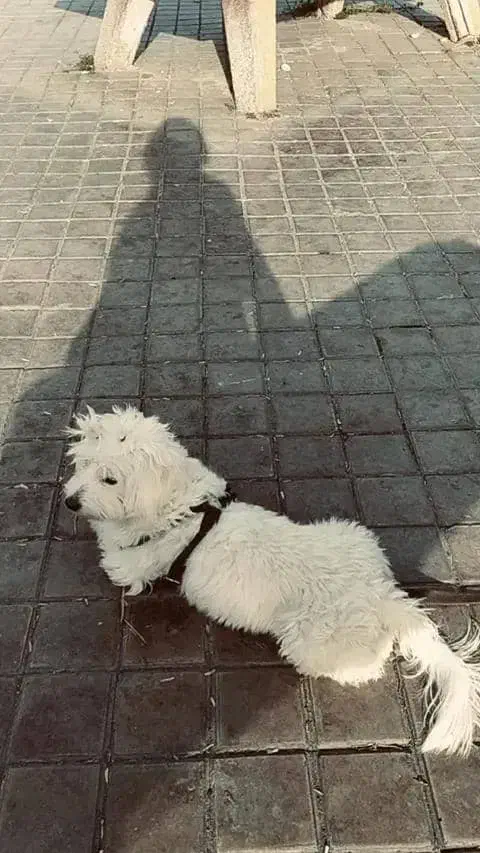 سگ گمشده|سگ|بوستان, |دیوار