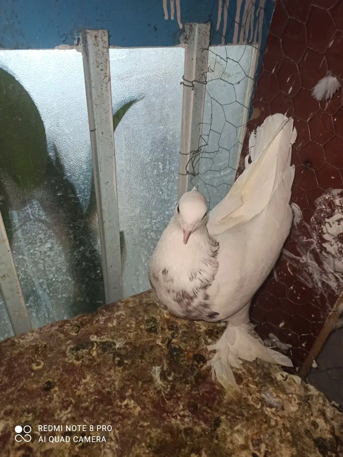 طوقی|پرنده|بردسکن, |دیوار