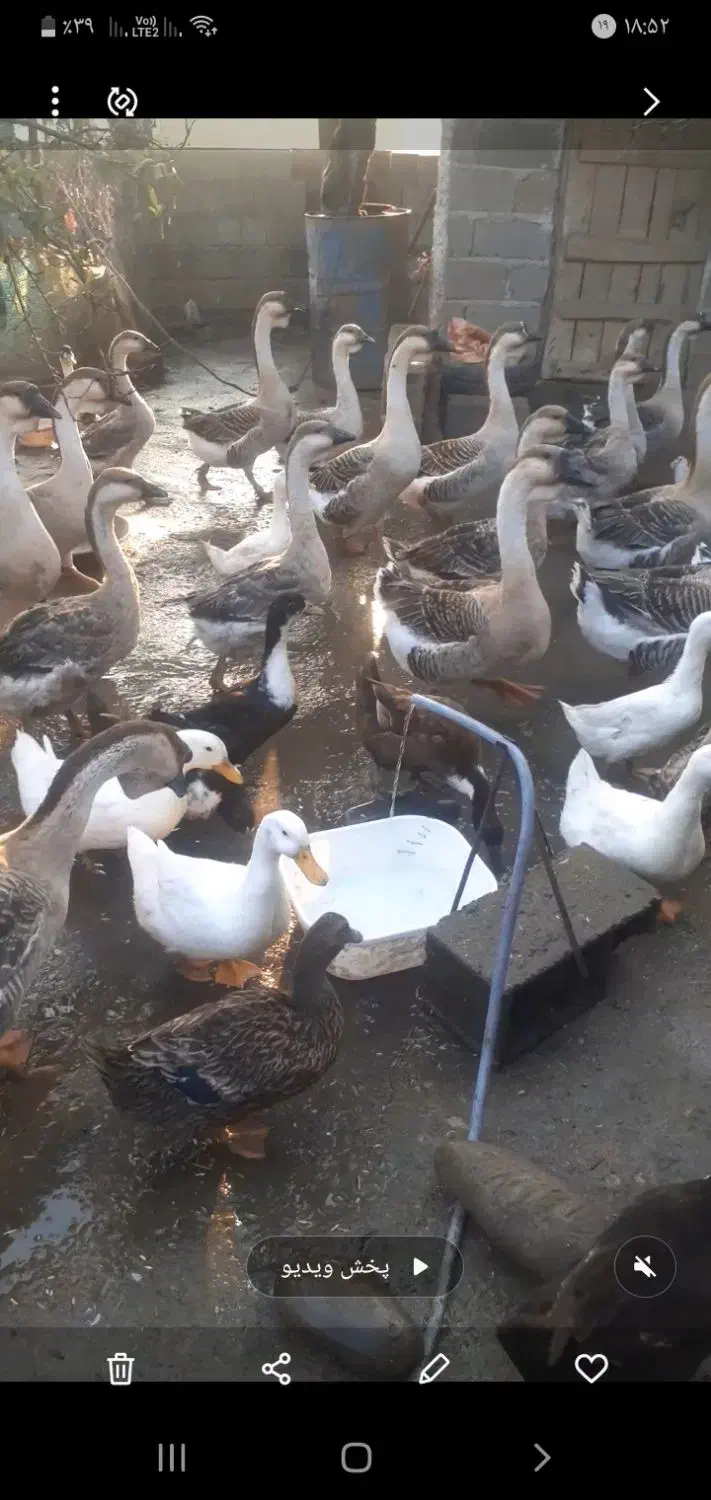 غاز|خوردنی و آشامیدنی|آستارا, |دیوار