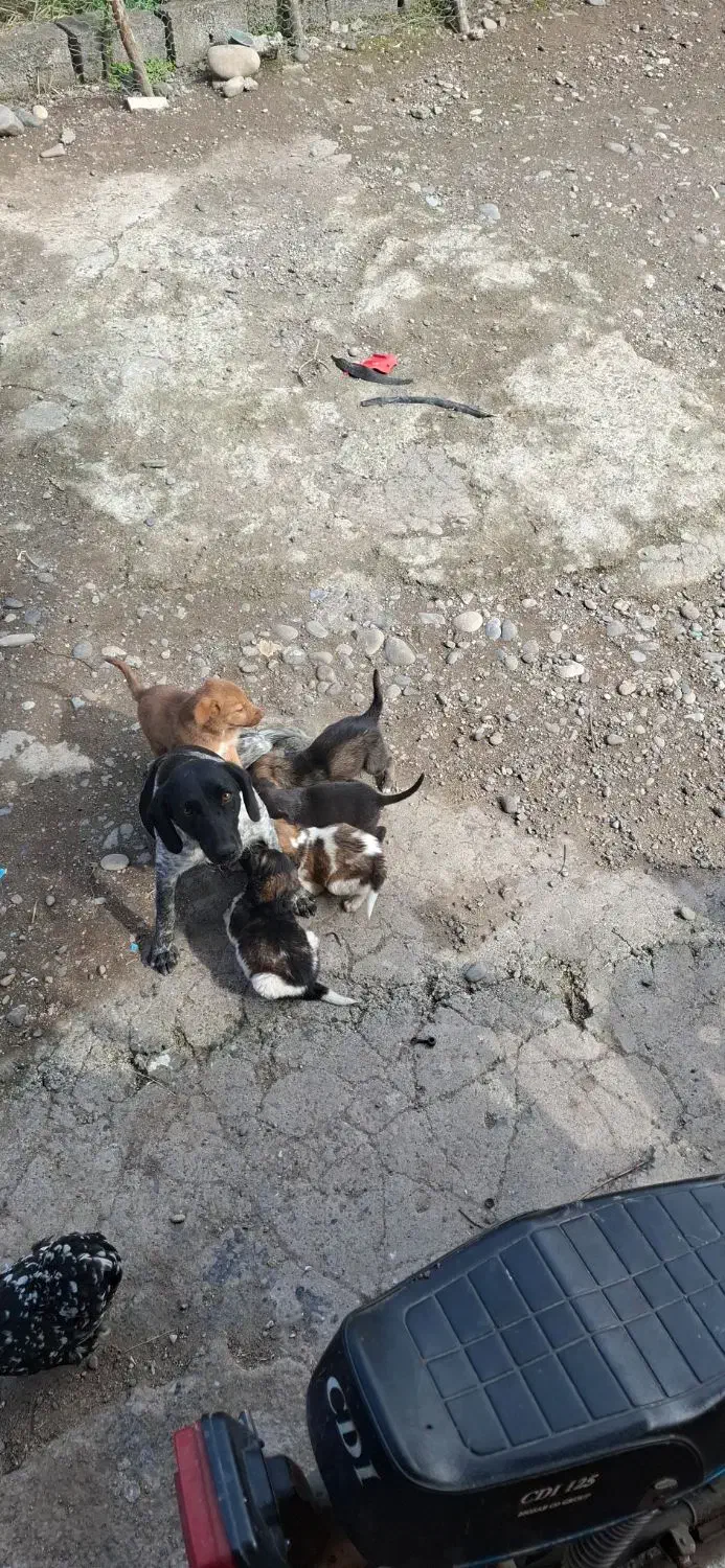 بچه سگ|سگ|آستانه اشرفیه, |دیوار